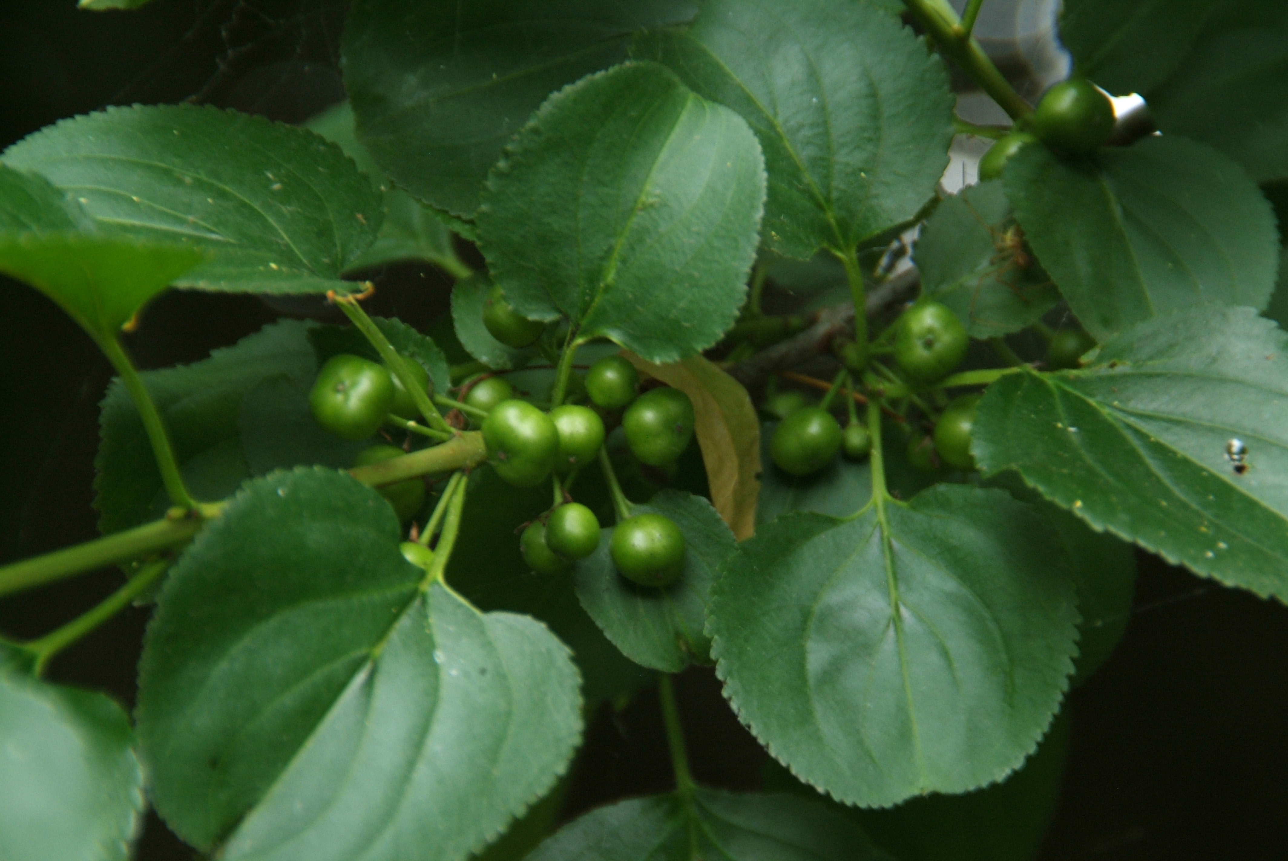 Rhamnus catharctica Wegedoorn bestellen